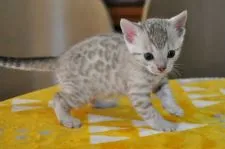 ベンガル【愛媛県・女の子・2018年5月1日・シールミンク・スポットタビー】の写真1「5/31撮影」