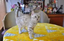 ベンガル【愛媛県・男の子・2020年1月20日・シールミンク・スポットタビー(ロゼット)】の写真2「4月7日撮影」