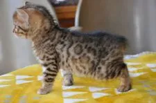 ベンガル【愛媛県・男の子・2018年1月10日・ブラウン・スポットタビー】の写真2「2/23撮影」