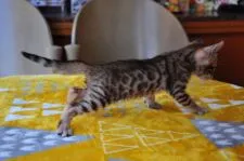 ベンガル【愛媛県・女の子・2018年7月5日・ブラウン・スポテッドタビー】の写真2「8/6撮影」