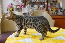 ベンガル【愛媛県・女の子・2021年11月8日・ブラウン・スポテッドタビー(ロゼット)】の写真3「２/１１撮影」