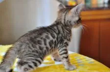 ベンガル【愛媛県・女の子・2018年7月5日・ブラウン・スポテッドタビー】の写真3「8/6撮影」