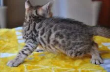 ベンガル【愛媛県・女の子・2018年7月5日・ブラウン・スポテッドタビー】の写真4「8/6撮影」