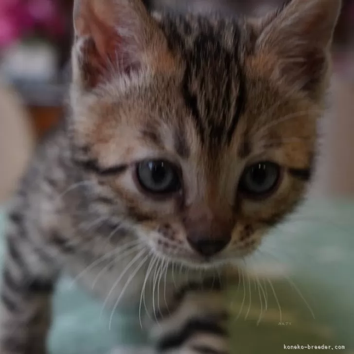 ID:2505-02108の子猫