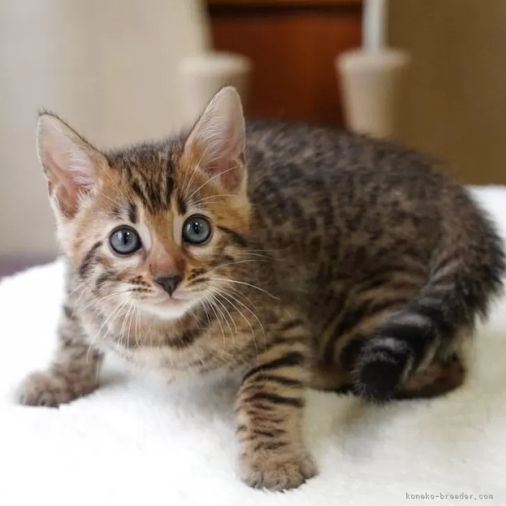 ID：2510-00789の子猫