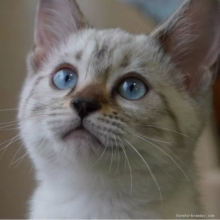 ID：2505-00078の子猫