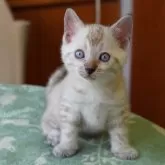 ベンガル