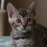 ベンガル
