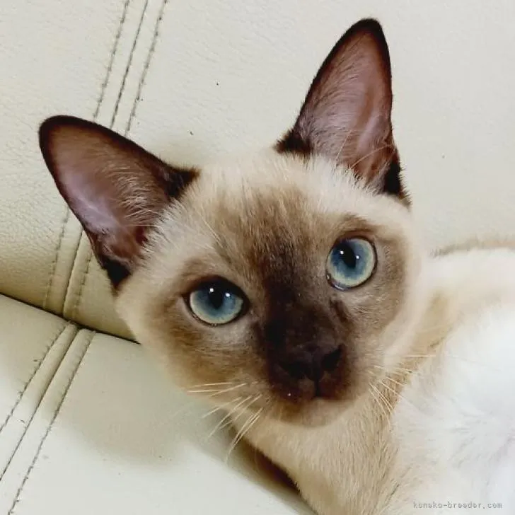 ID：2302-01768の子猫