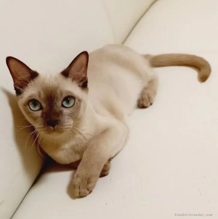 ID：2302-01769の子猫