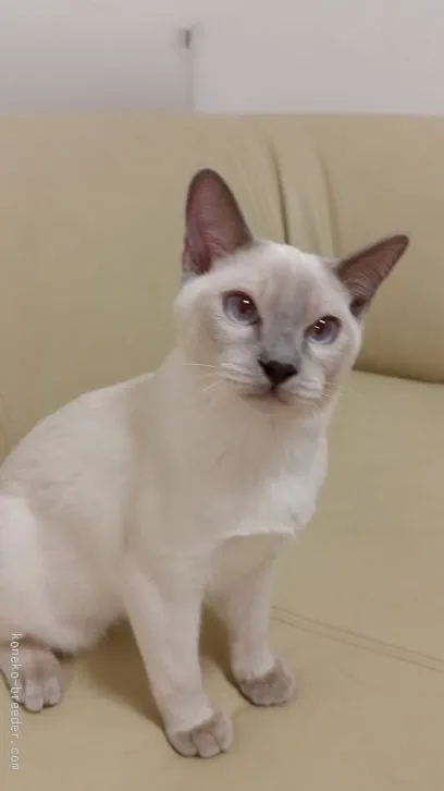 ID:1603-00072の子猫