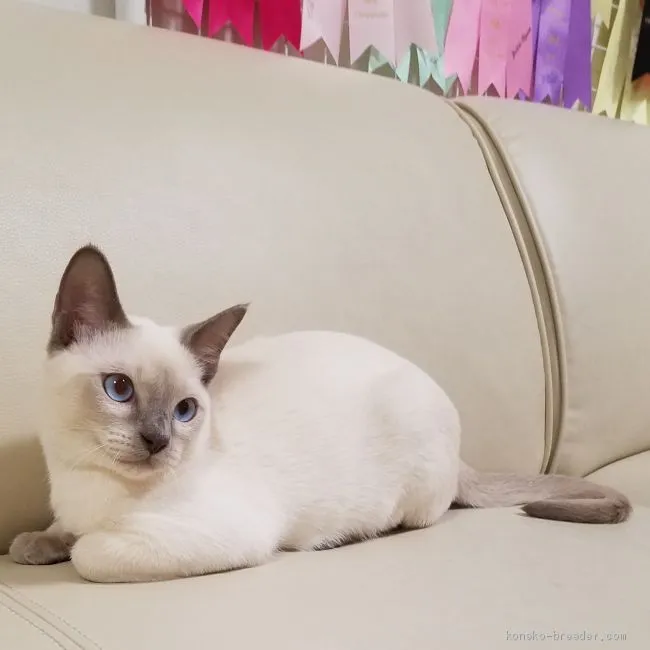 ID：2004-02050の子猫