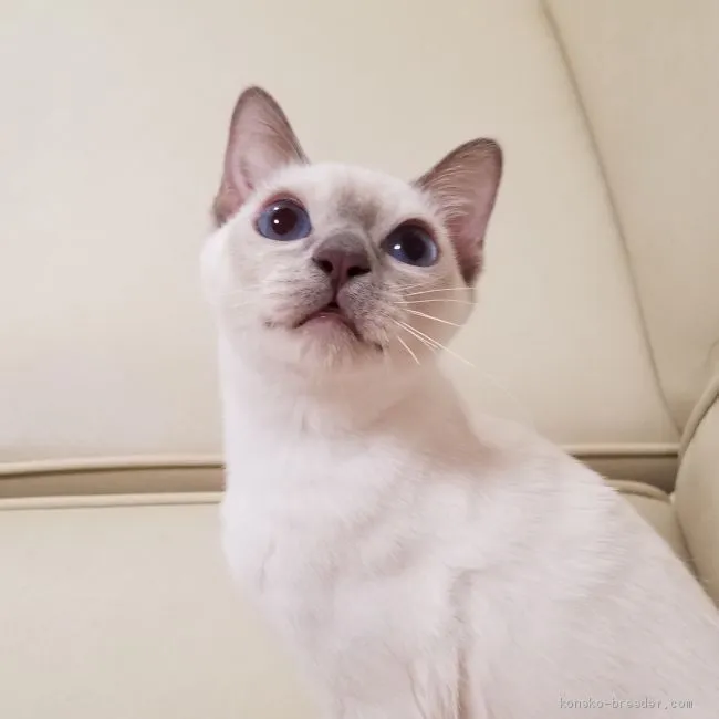 ID：1910-01527の子猫