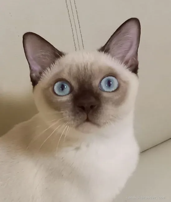 ID：2111-02173の子猫