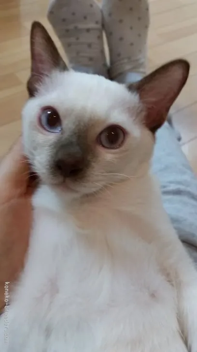 ID：1512-00210の子猫