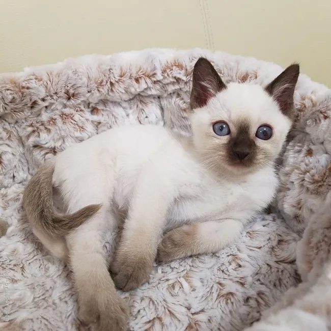 ID:1805-00670の子猫