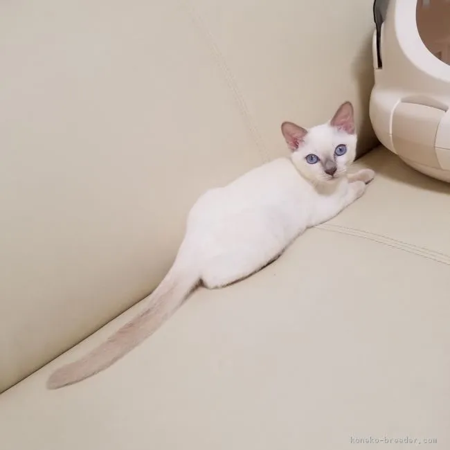 ID：1811-00120の子猫