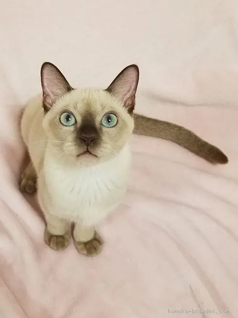 ID：1710-00545の子猫