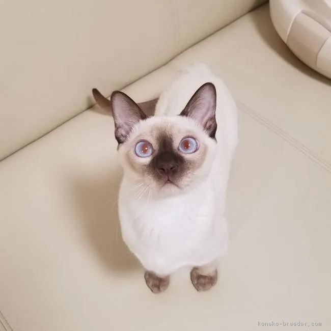 ID：1812-00697の子猫