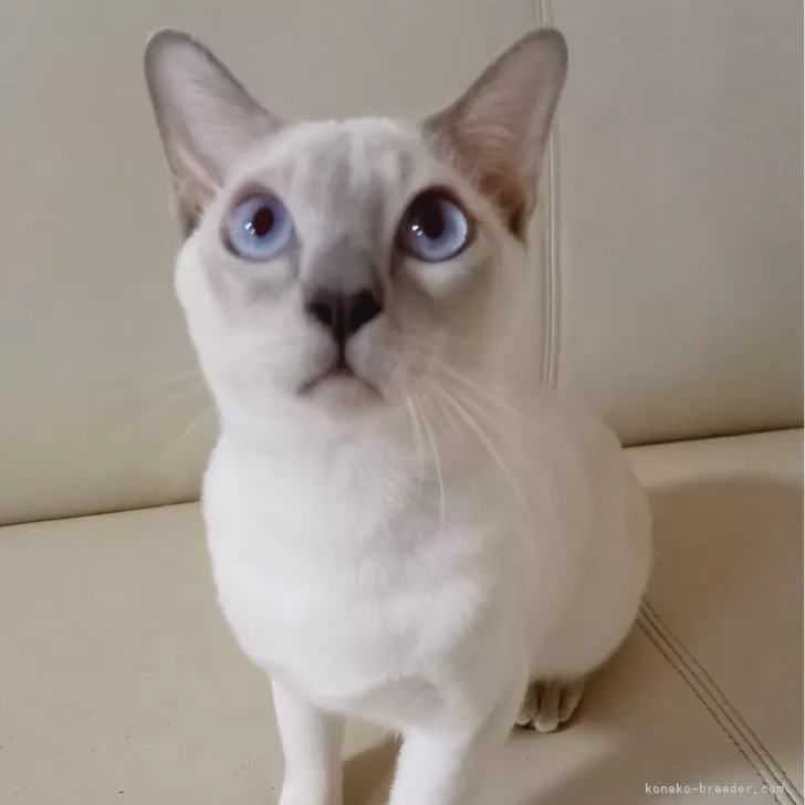 ID：2312-00041の子猫