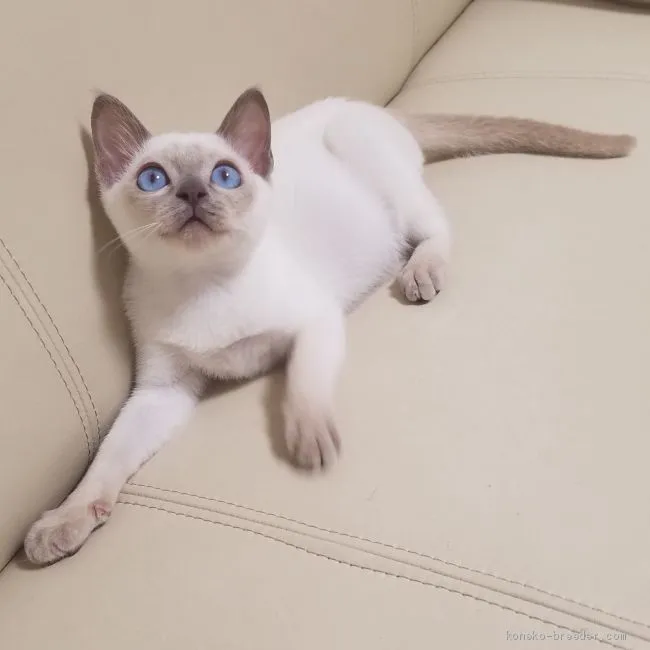 M.K 様のお迎えした子猫