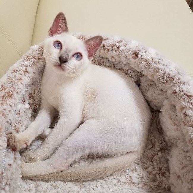 ID:1806-01203の子猫
