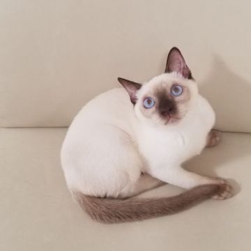 トンキニーズ【埼玉県・男の子・2020年3月1日・シャンパンポイント（柔らかくてシルキータッチ）】の写真「温厚でいつもゴロゴロ♪甘えん坊です。」