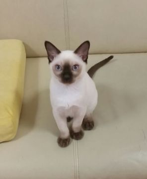 トンキニーズ【埼玉県・男の子・2017年1月9日・シャンパンカラー（柔らかい毛質です。）】の写真「おっとり、優しく、静かで、温厚です。　」