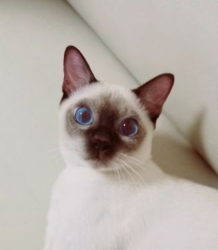 トンキニーズ【埼玉県・男の子・2020年12月10日・シャンパンポイント（シルキータッチ）】の写真「自分をしっかりと持っていてとてもお利口さん！」