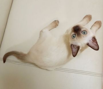 トンキニーズ【埼玉県・男の子・2021年10月1日・シャンパンミンク（シルキータッチ）】の写真「人懐こい性格と透明度の高いアクアの瞳の持ち主です❕」