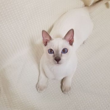 トンキニーズ【埼玉県・女の子・2017年5月16日・プラチナポイント 白（柔らかくてふっくらしています。）】の写真「人懐っこく、お利口さんです。」