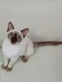 トンキニーズ【埼玉県・男の子・2020年12月10日・シャンパンポイント】の写真2「ボクは呼ばれると直ぐに来るんだよ。」