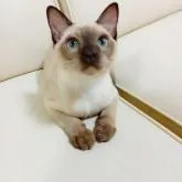 トンキニーズ【埼玉県・男の子・2022年10月19日・シャンパンソミンク】の写真2「じーっ。(*´ー｀*)」