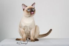 トンキニーズ【・男の子・2019年2月7日・シャンパンミンク】