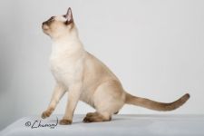 トンキニーズ【・男の子・2019年2月7日・シャンパンミンク】