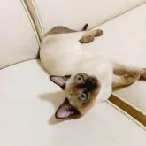 トンキニーズ【埼玉県・男の子・2022年10月19日・シャンパンソミンク】の写真4「リラックス🎵ゴロン。」