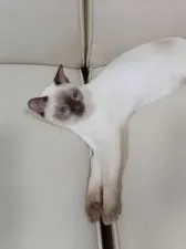 トンキニーズ【埼玉県・男の子・2020年12月10日・シャンパンポイント】の写真5「いつもゴロゴロ♪モミモミ♪しちゃうんだ。(^^)　」