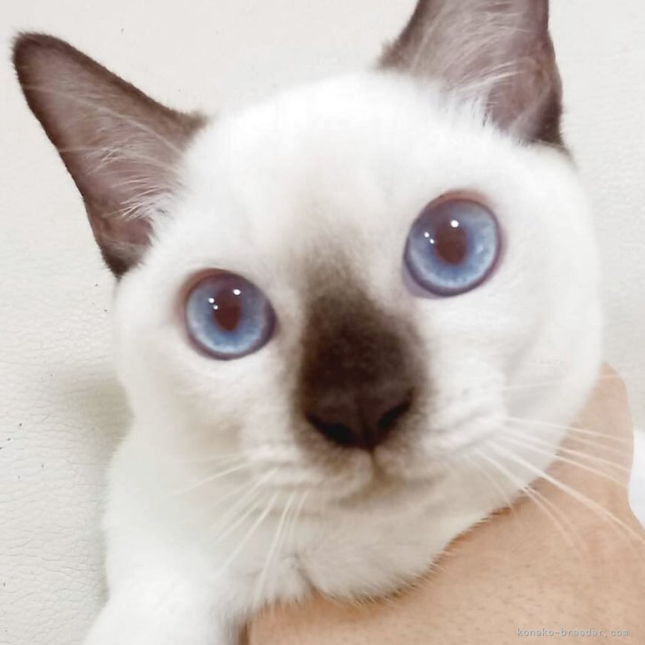 ブリーダー画像