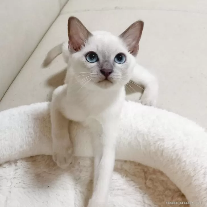 ID：2510-02707の子猫