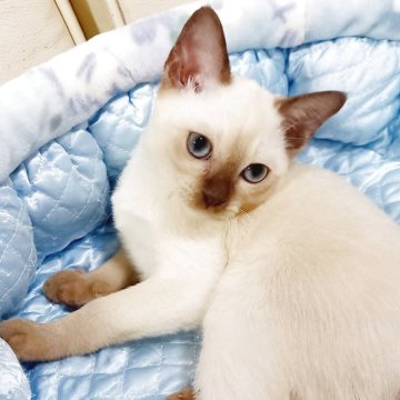 トンキニーズ【埼玉県・男の子・2025年9月1日・シャンパンミンク（豊かなシルキータッチの被毛✨）】の写真「切れ長で大きな瞳✨クリックリのアクアの美しい瞳✨」