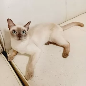 2004年　トンキニーズ子猫 2004年 トンキニーズ子猫 - メルカリ