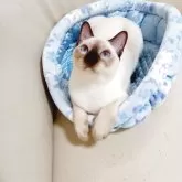 トンキニーズ【埼玉県・男の子・2025年2月21日・シャンパンポイント!】の写真4「おすまし君💛」