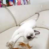 トンキニーズ【埼玉県・男の子・2025年2月21日・シャンパンポイント!】の写真5「ブルーのおメメがクリックリ♪」