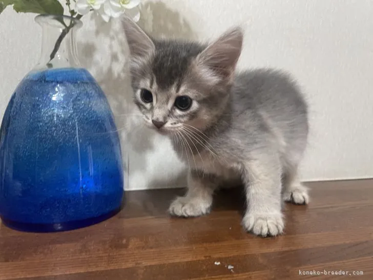 ID：2106-01970の子猫
