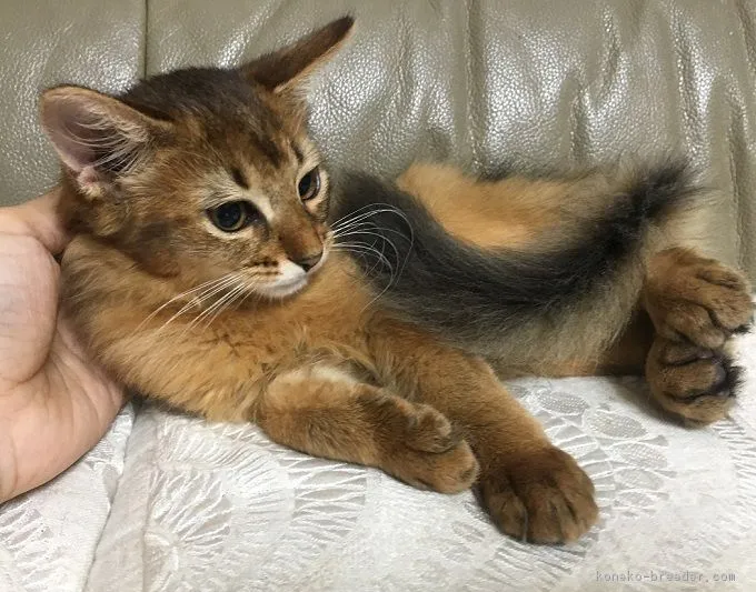 ID：1809-00818の子猫