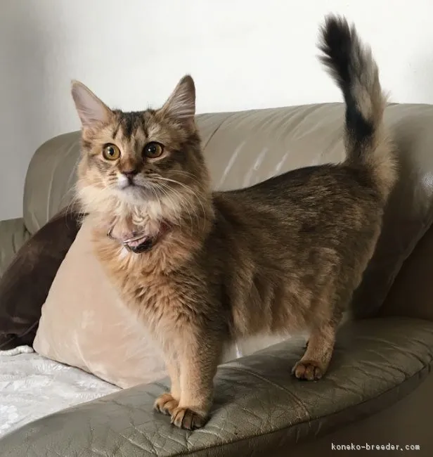 ID：1711-00885の子猫