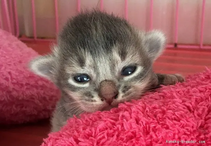 はっちぃ 様のお迎えした子猫