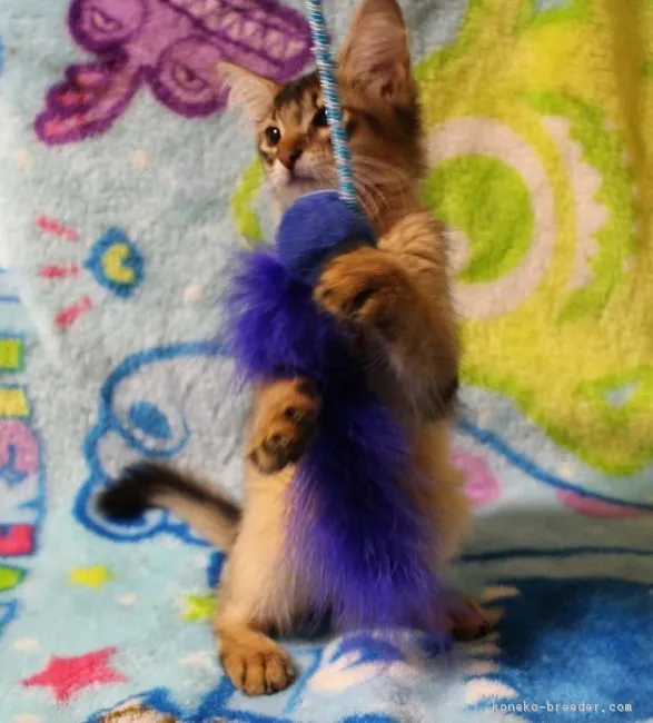 ID：1708-00736の子猫