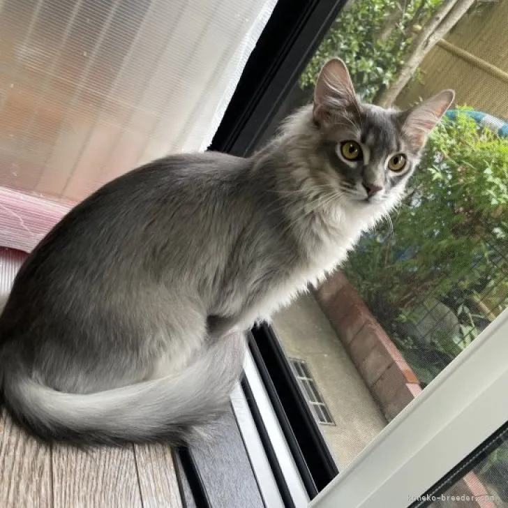 ID:2212-00423の子猫