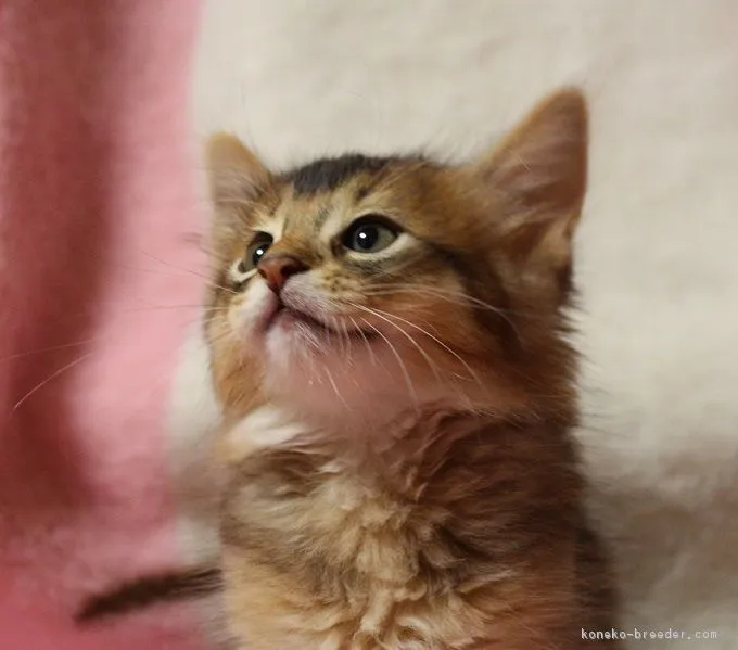 ID:1706-00620の子猫